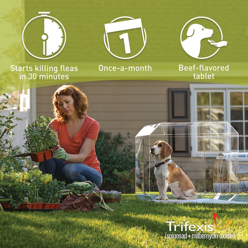 Trifexis Chewable 20.1-40 lbs 6 treatments (Green Box)